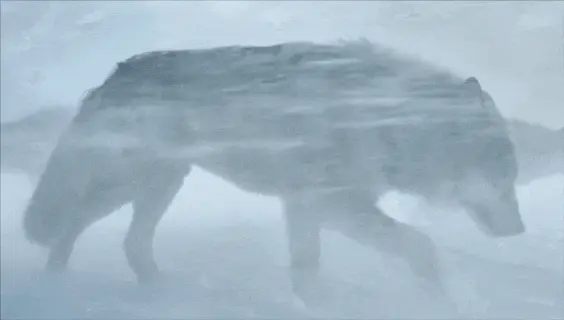 57.1%的人分不清真假！Runway新视频模型太爆炸