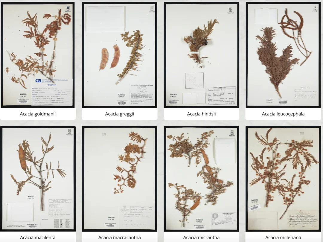 谷歌用一堆不赚钱的AI小玩意，给科技圈上了一课