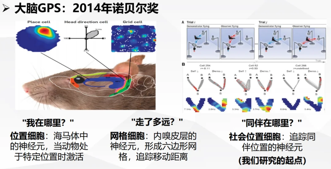 Agent学会“预测同伴”，神经网络里涌现出了类社会位置细胞