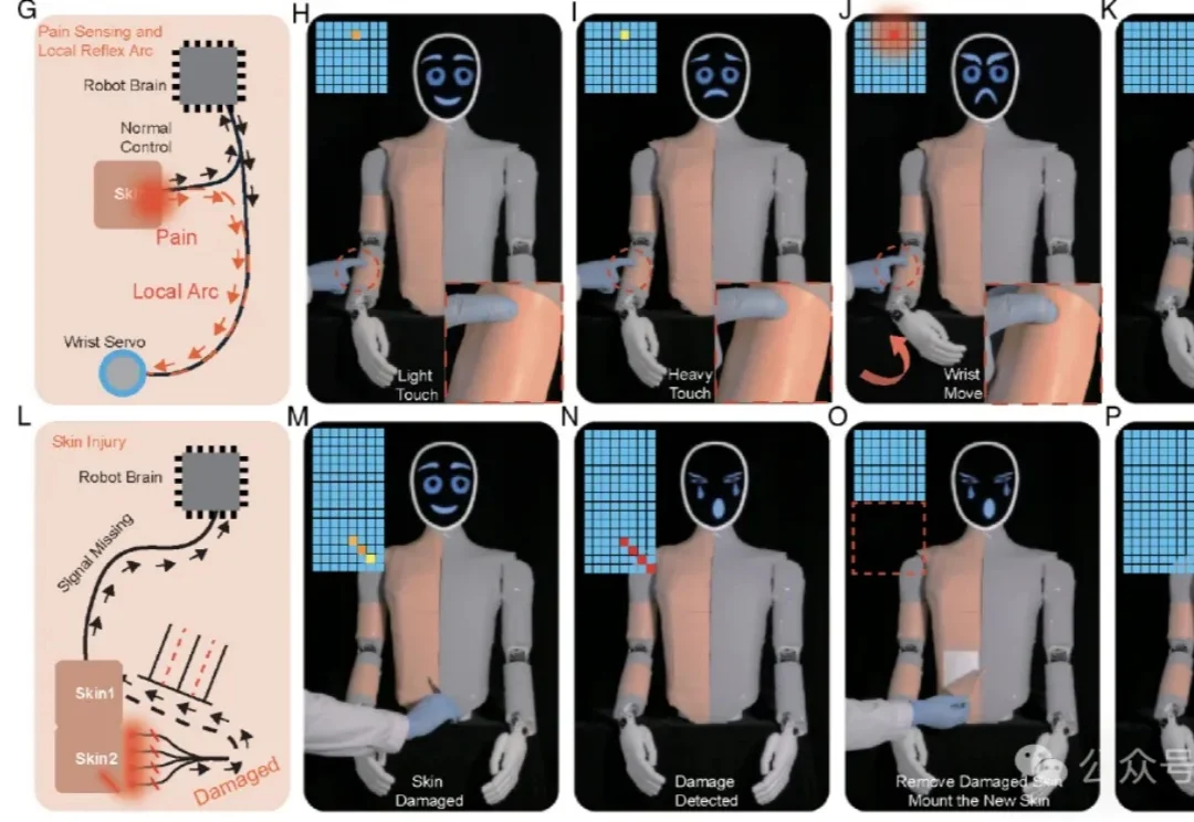 机器人也怕疼！港城突破性电子皮肤：主动痛觉 + 损伤自检双buff拉满