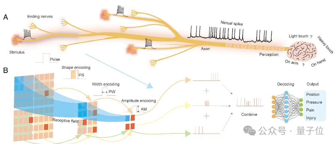 机器人也怕疼！港城突破性电子皮肤：主动痛觉 + 损伤自检双buff拉满