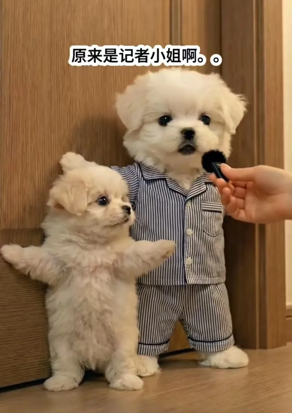 “强到可怕！”字节Seedance2.0灰度测试爆火，黑悟空老板：AIGC的童年结束了