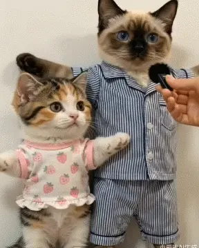 “强到可怕！”字节Seedance2.0灰度测试爆火，黑悟空老板：AIGC的童年结束了