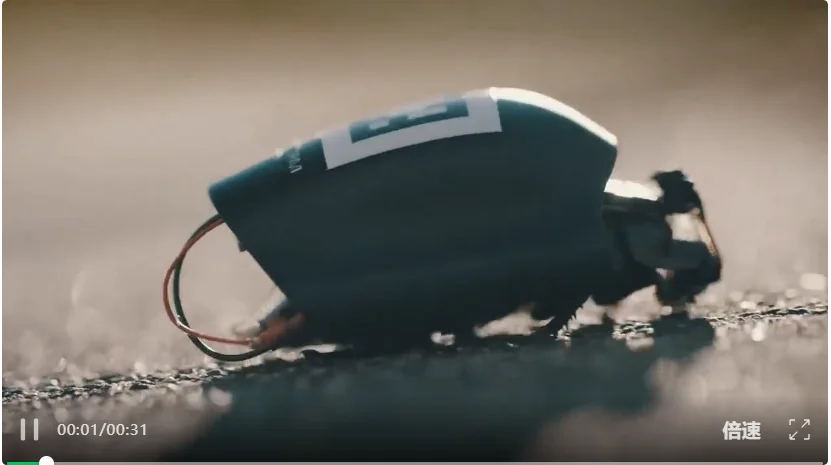 北约将活蟑螂的神经接入AI，化身无孔不入的赛博格侦察兵