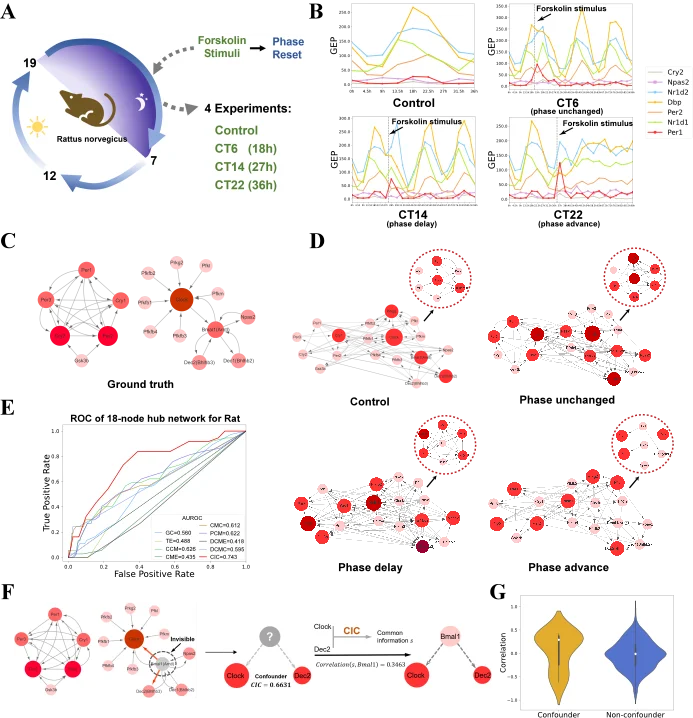 TPAMI 2026 | 仅用两个变量破解混杂因素：CIC实现动力学因果推断与混杂变量重构