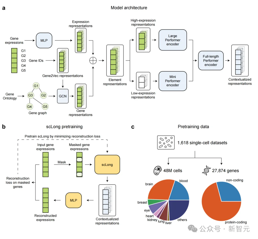 当AI第一次读完整本基因之书，十亿参数单细胞大模型能干什么？
