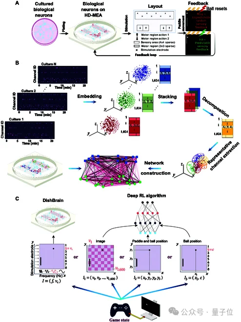 人脑细胞做成芯片打Doom!20万活体神经元自己探路杀敌,学习效率碾压深度强化学习