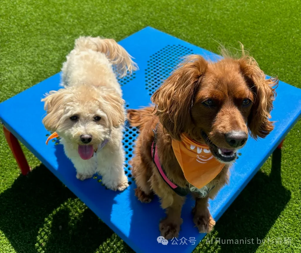 被 Meta 裁掉之后,他教会了自家狗用 Claude Code 编程