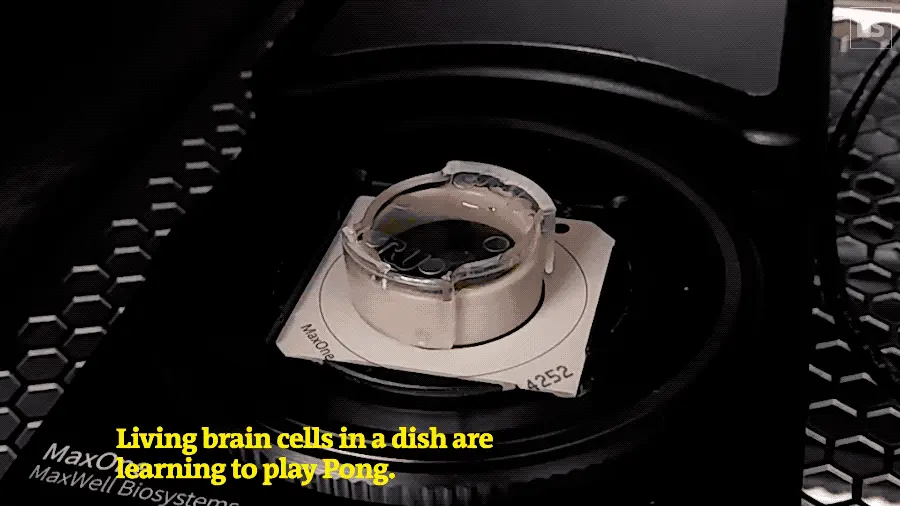 人脑细胞做成芯片打Doom!20万活体神经元自己探路杀敌,学习效率碾压深度强化学习