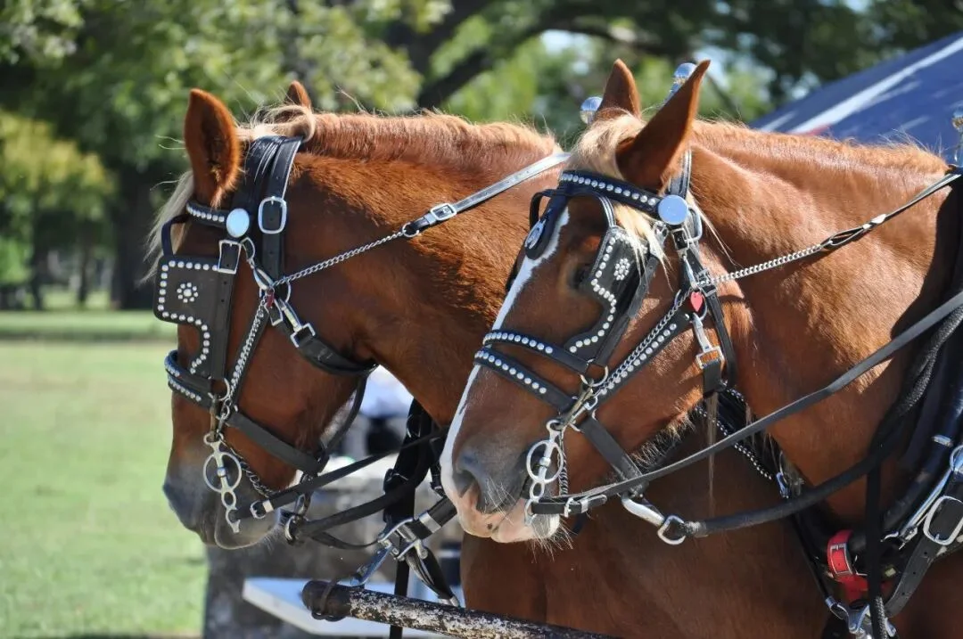 一文带你看懂,火爆全网的Harness Engineering到底是个啥。
