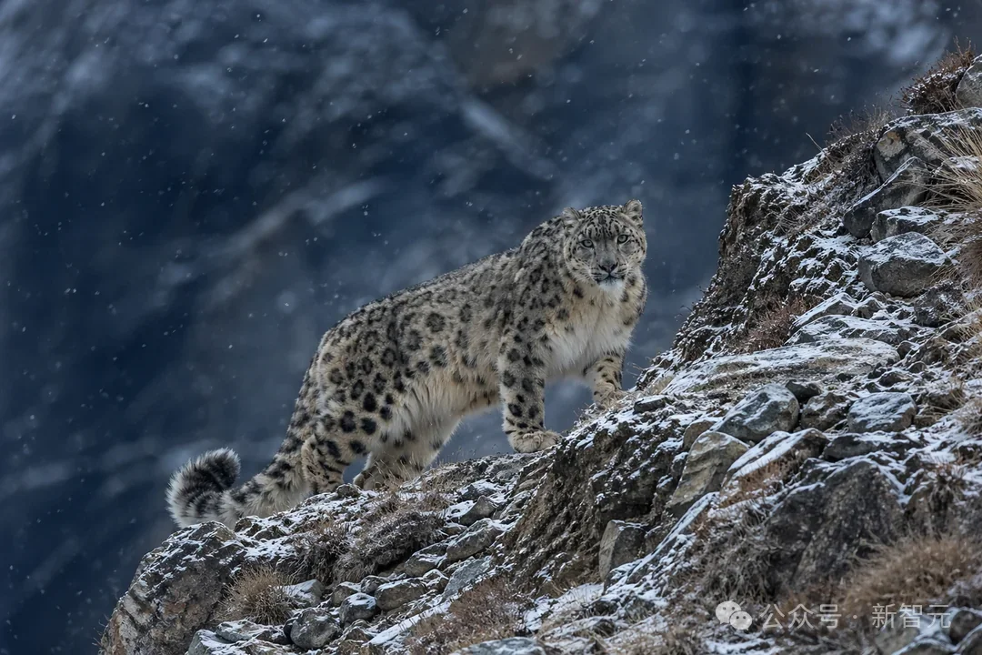 今天起，GPT Image 2要把全体设计师送走了