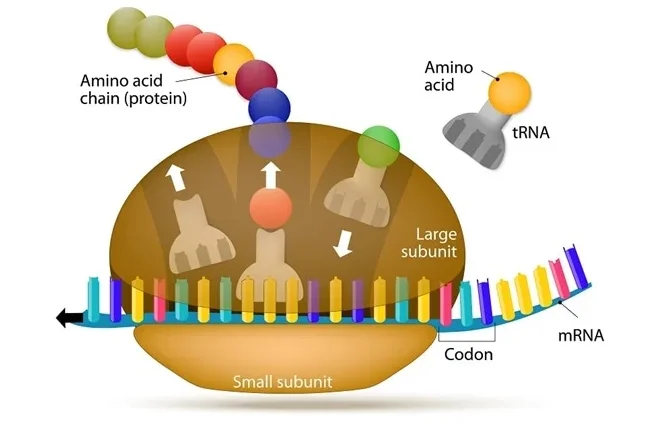 诺奖得主实验室走出的中国团队，正用世界模型重构生命分子设计