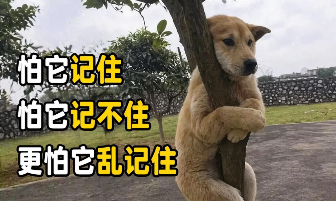 2026，Agent死于上下文失焦（附7大Claude Code 记忆遗忘与管理工具）