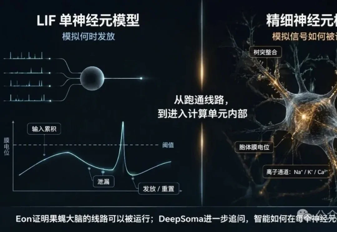 Eon用LIF“上传”果蝇脑，中国团队直接上精细神经元、真实世界和跨身体平台？