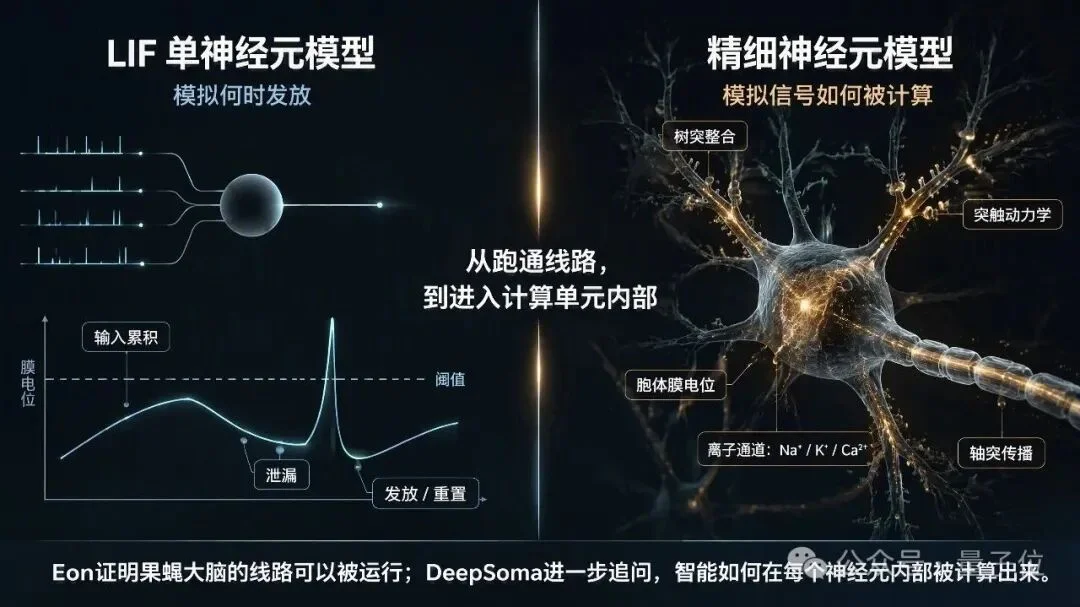 Eon用LIF“上传”果蝇脑，中国团队直接上精细神经元、真实世界和跨身体平台？