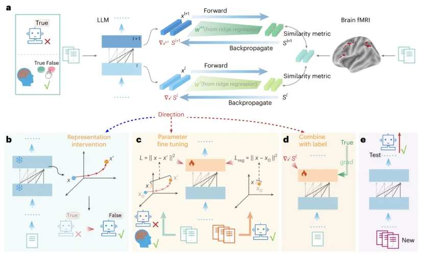 Nature Machine Intelligence｜不只是「像大脑」，人脑信号还能直接引导语言模型进行鲁棒推理